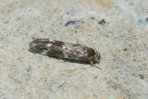 Mompha sp.